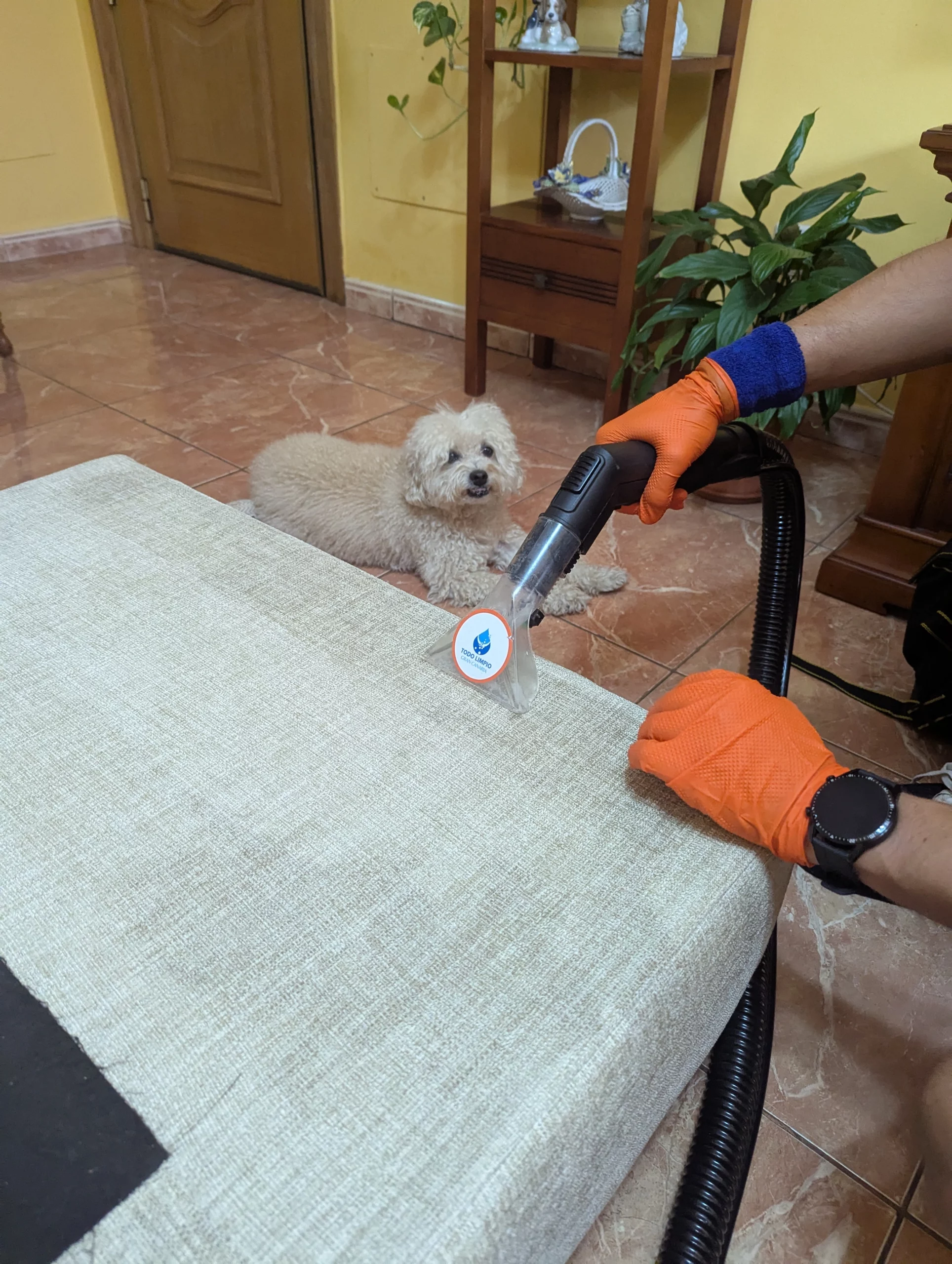 limpiar sofá con mascotas